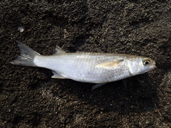 Mugil cephalus