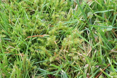 Rhytidiadelphus squarrosus