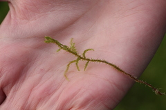 Rhytidiadelphus squarrosus