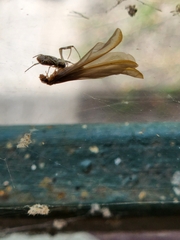 Trichonephila edulis