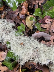 Usnea subfloridana