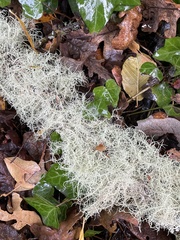 Usnea subfloridana