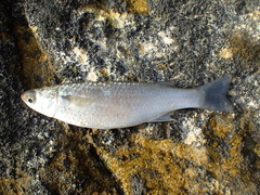Mugil cephalus