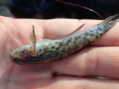 Bathygobius coalitus