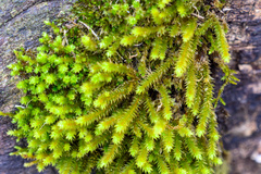 Claopodium rostratum