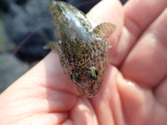 Bathygobius coalitus