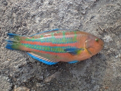 Thalassoma trilobatum