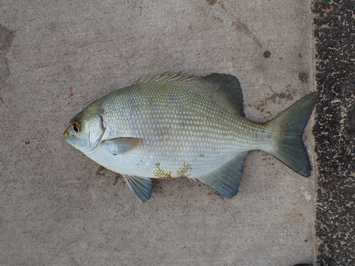 Ashen drummer (Kyphosus cinerascens) — Kyphosidae