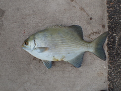 Kyphosus cinerascens