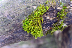 Claopodium rostratum