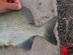 Kyphosus cinerascens