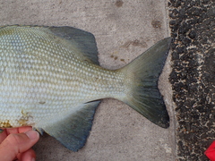 Kyphosus cinerascens