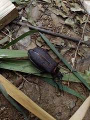 Acanthinodera cumingii