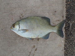 Kyphosus cinerascens