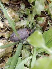 Acanthinodera cumingii