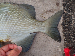 Kyphosus cinerascens