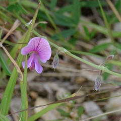 Tephrosia cinerea
