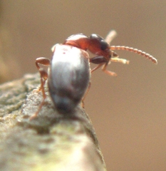 Anthicidae
