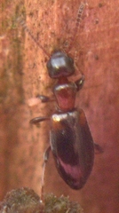 Anthicidae