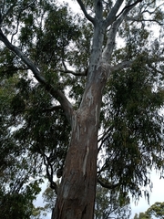 Eucalyptus tereticornis