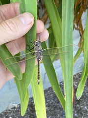 Anax papuensis