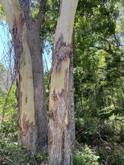 Eucalyptus tereticornis