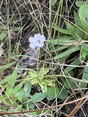 Pinguicula pumila