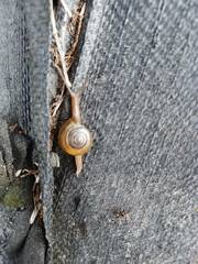 Macrochlamys hippocastaneum