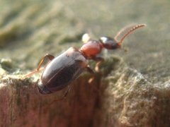 Anthicidae