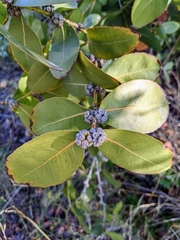 Eucalyptus neglecta