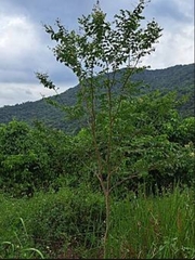 Lagerstroemia subcostata