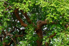 Bursera simaruba