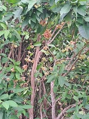 Syzygium samarangense