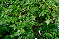 Bursera simaruba