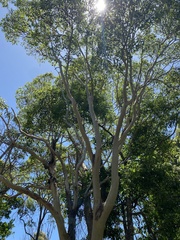 Eucalyptus tereticornis
