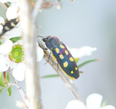 Castiarina xanthopilosa