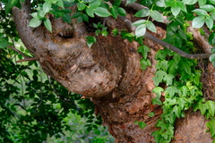 Bursera simaruba