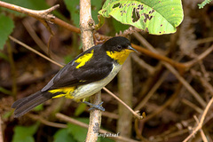 Hemithraupis flavicollis