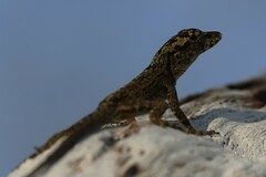 Anolis ortonii