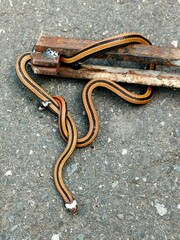 Sinomicrurus sauteri