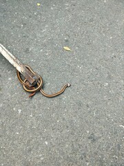 Sinomicrurus sauteri