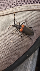 Stictoleptura canadensis