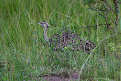 Lissotis melanogaster