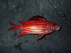 Sargocentron diadema