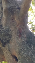 Lepidocolaptes angustirostris