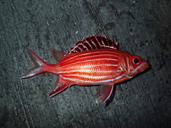 Sargocentron diadema