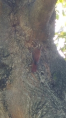 Lepidocolaptes angustirostris