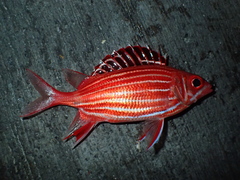 Sargocentron diadema