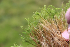 Rhytidiadelphus squarrosus