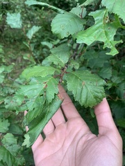 Alnus incana tenuifolia